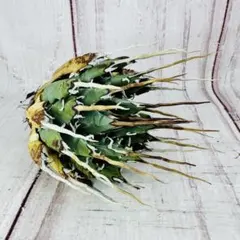 2025年最新】エボリスピナ 陽炎の人気アイテム - メルカリ