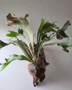 雷神 raijin ヒリー ビカクシダ platycerium 子株 - メルカリ