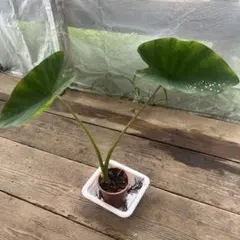 タロ芋の苗3本セット - メルカリ