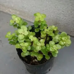 黄金丸葉万年草③