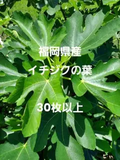 イチジクの生葉 30枚以上のサムネイル