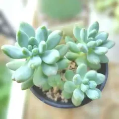 多肉植物 つぶつぶ屋 ざらめ 抜き苗 - メルカリ