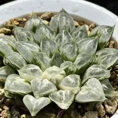 O*Z様 裏般若錦 超美株 ハオルチア 観葉植物 27 - メルカリ