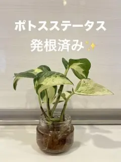 綺麗な斑入り♡ ポトスステータス　カット苗 2本まとめ売りのサムネイル