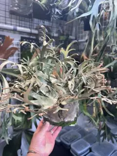 メルカリ便！P. willinckii ’Jenny’ TC 2121 メルカリ便！P. willinckii 'Jenny' TC 2121 メルカリ便！P