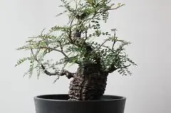 【実生10年物・幹幅6cm】オペルクリカリア パキプス 塊根植物のサムネイル