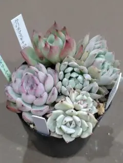 2025年最新】おらいさん苗の人気アイテム - メルカリ