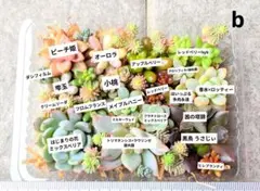 多肉植物 カット苗 寄せ植えセットb
