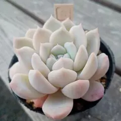 さとちゃん農園様 リクエスト 2点 まとめ商品