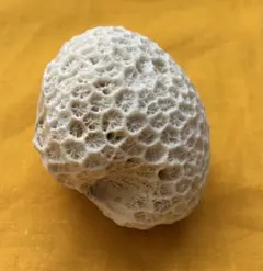 2026年最新】サンゴ 化石の人気アイテム - メルカリ