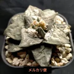 2026年最新】アリオカルプス 姫牡丹の人気アイテム - メルカリ