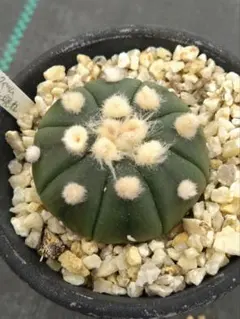 2026年最新】兜 瑠璃の人気アイテム - メルカリ