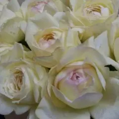 くろまろまろ様専用ページ//希少♡バラ苗⑪ Chiffon V** 開花済み