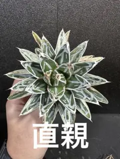 特ペンキ⭐︎【アガベ　姫笹の雪白覆輪　子株出品　カキコ　OC】