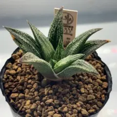 特選美苗 ハオルチア 十二の巻錦 美斑入り 十二の光 多肉植物 #392