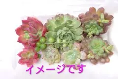 【多肉詰め合わせ、ほぼ名あり】エケベリアセット 名あり名無し大小いろいろ入ります