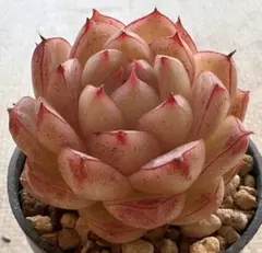 は*ち様 3494 新入荷　ほひひかり　エケベリア　多肉植物　撮影3月27日