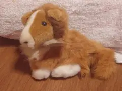 【週末値下げ】サンレモン チャンピオン キッズ コリー