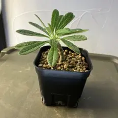 2025年最新】ドルステニア ギガスの人気アイテム - メルカリ