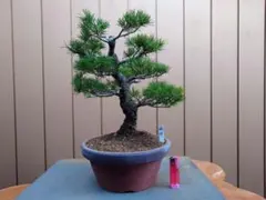 2026年最新】五葉松 瑞祥の人気アイテム - メルカリ