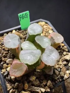 79h 多肉植物 ハオルチア 実生玉扇錦糊斑 自家繁殖 鉢植え発送 - メルカリ