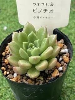 山*明様 つぶつぶ屋さん　ビノチオ　抜き苗　札なしのサムネイル