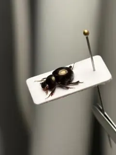 19mm】マエガミパッツンゴミムシダマシ とんでもない甲虫 昆虫標本