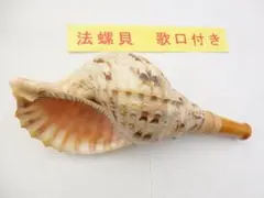 法螺貝 約40㎝ 木製歌口,新品 MH-466