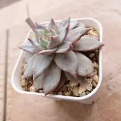 【多肉植物】ブルーバード