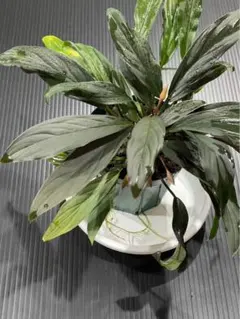 【みやび】Homalomena sp. \