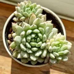 多肉植物　エケベリア　クリッシーエヌライアン錦②　根付き