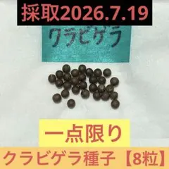 【新鮮】ユーフォルビア　クラビゲラ　　　　　　種子【8粒】SALEのサムネイル