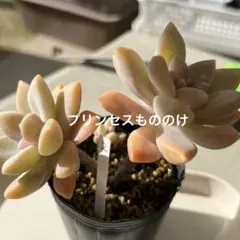 トノリエ様 リクエスト 2点 まとめ商品