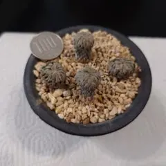 cosmo様 リクエスト 3点 まとめ商品