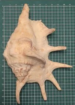 天然 クモガイ貝殻 標本 インテリア