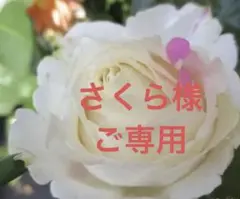 残りわずか！巨大輪❤️イブ系　超強香！超強健！幻のバラ挿し穂一本