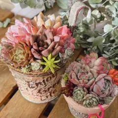そのまま飾れる多肉植物鉢♥️2点セット♪リメイク鉢 多肉植物寄せ植え