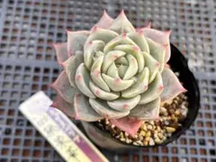 2026年最新】ミックスベリア 桃染華の人気アイテム - メルカリ