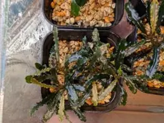 ブセファランドラ（斑入り株）Bucephalandra Pipto - メルカリ