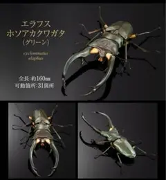 いきもの大図鑑 クワガタ02 エラフスホソアカクワガタ