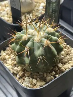 速達発送☆コピアポア 黒王丸 国内実生苗 - メルカリ