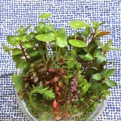 ゆゆ様 リクエスト 3点 まとめ商品