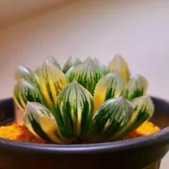 2026年最新】赤い鳥 ハオルチアの人気アイテム - メルカリ