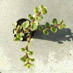 あやか様 リクエスト 3点 まとめ商品