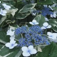 紫陽花 カット苗5本 挿し木用 宿根草 アジサイ 花 無農薬 - メルカリ