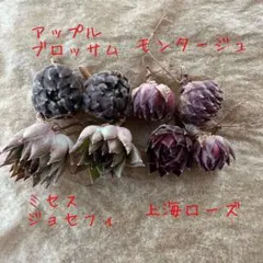 ドドシュカ様 リクエスト 2点 まとめ商品