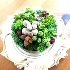 今だけ価格!!値下げ中 多肉植物 ちまちま寄せ そのまま飾れる