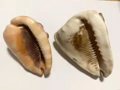 大型天然貝殻4点セット マンボウガイ2点 テングガイ2点 貝殻 標本