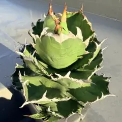 2026年最新】アガベ大鋼牙の人気アイテム - メルカリ