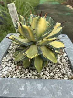 2025年最新】楊貴妃 アガベの人気アイテム - メルカリ